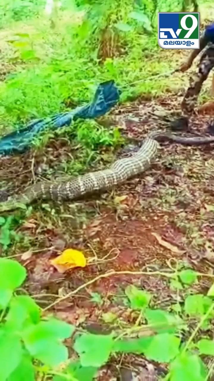 കൂറ്റൻ രാജവെമ്പാലയെ പിടികൂടന്നത് കണ്ടോ