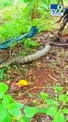കൂറ്റൻ രാജവെമ്പാലയെ പിടികൂടുന്നത് കണ്ടോ...