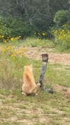 Viral Video: പത്തി വിടർത്തി രാജവെമ്പാല, പൂച്ച സർ മുൻപിൽ...