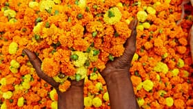 ഓണത്തിന് വീട്ടിലെ ജമന്തി കൊണ്ട് പൂക്കളമിടാം, വിത്തുനടേണ്ടത് ...