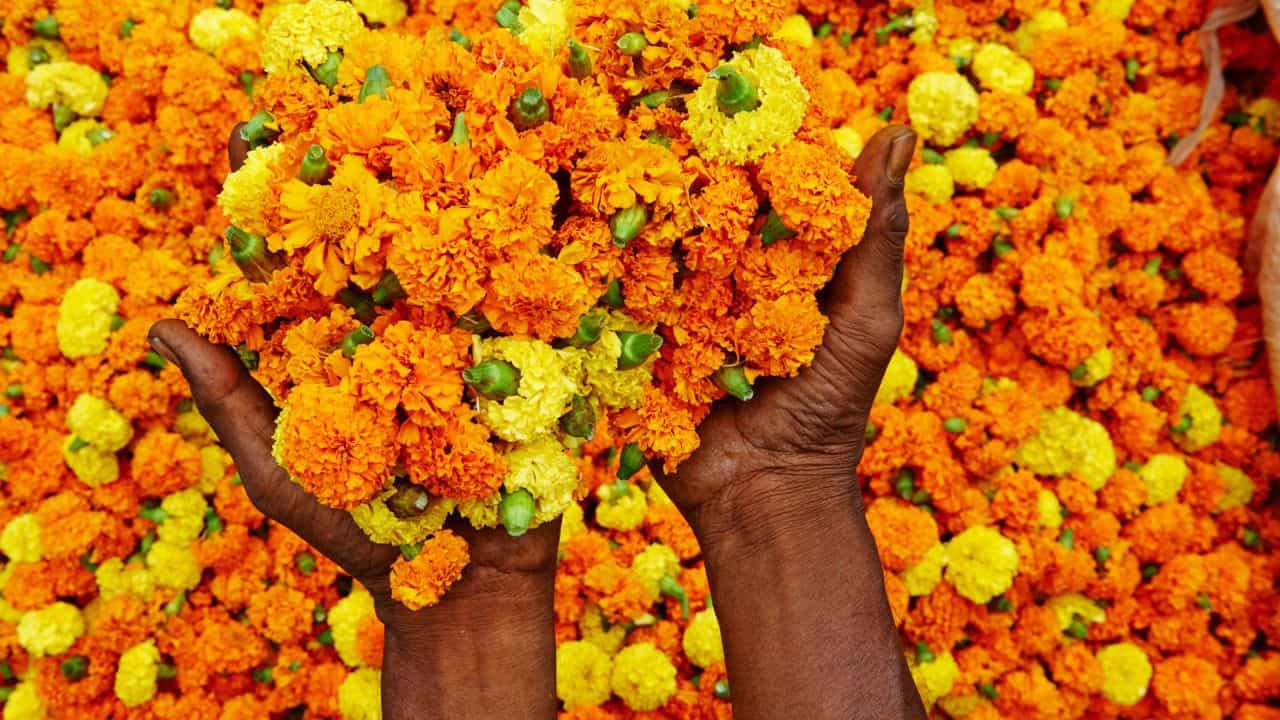 Marigold Farming: ഈ ഓണത്തിന് വീട്ടിലെ ജമന്തി കൊണ്ട് പൂക്കളമിടാം, വിത്തുനടേണ്ടത് ഇപ്പോഴാണേ...