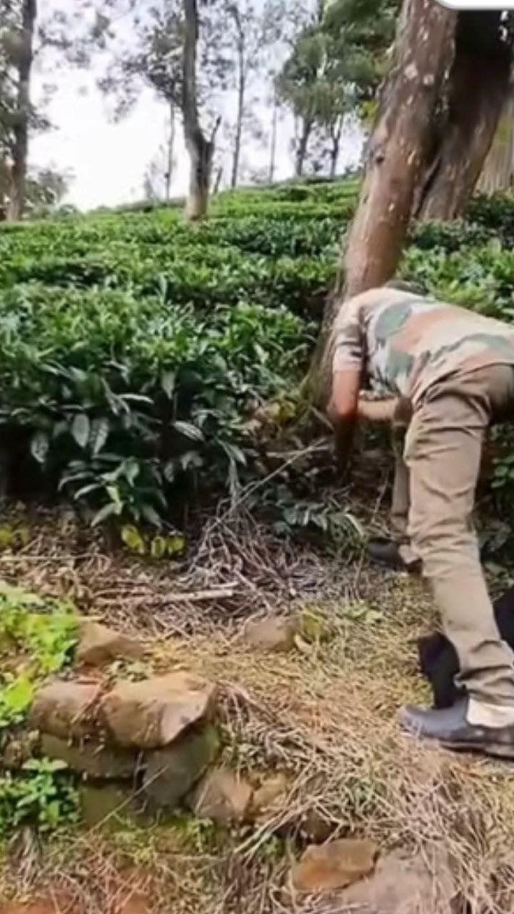 വയനാട്ടിലെ തെയിലത്തോട്ടത്തിൽ നിന്നും പിടികൂടി മലമ്പാമ്പ്