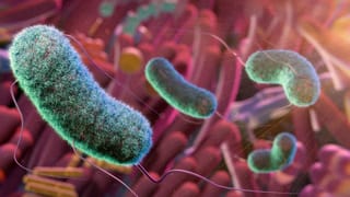 Shigella : സംസ്ഥാനത്ത് പനിപ്പേടി; മലപ്പുറത്ത് ഷിഗെല്ല ബാധിച്ച് മരണം, പ്രതിദിന ഡെങ്കി കേസുകൾ 100 കടന്നു