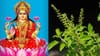 ലക്ഷ്മി ദേവി കോപിക്കും! ഈ മൂന്നു വസ്തുക്കൾ ഒരിക്കലും തുളസിക്ക്......