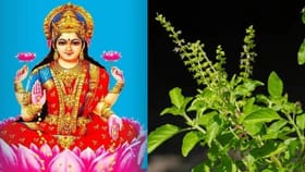 ലക്ഷ്മി ദേവി കോപിക്കും! ഈ മൂന്നു വസ്തുക്കൾ ഒരിക്കലും തുളസിക്ക്...