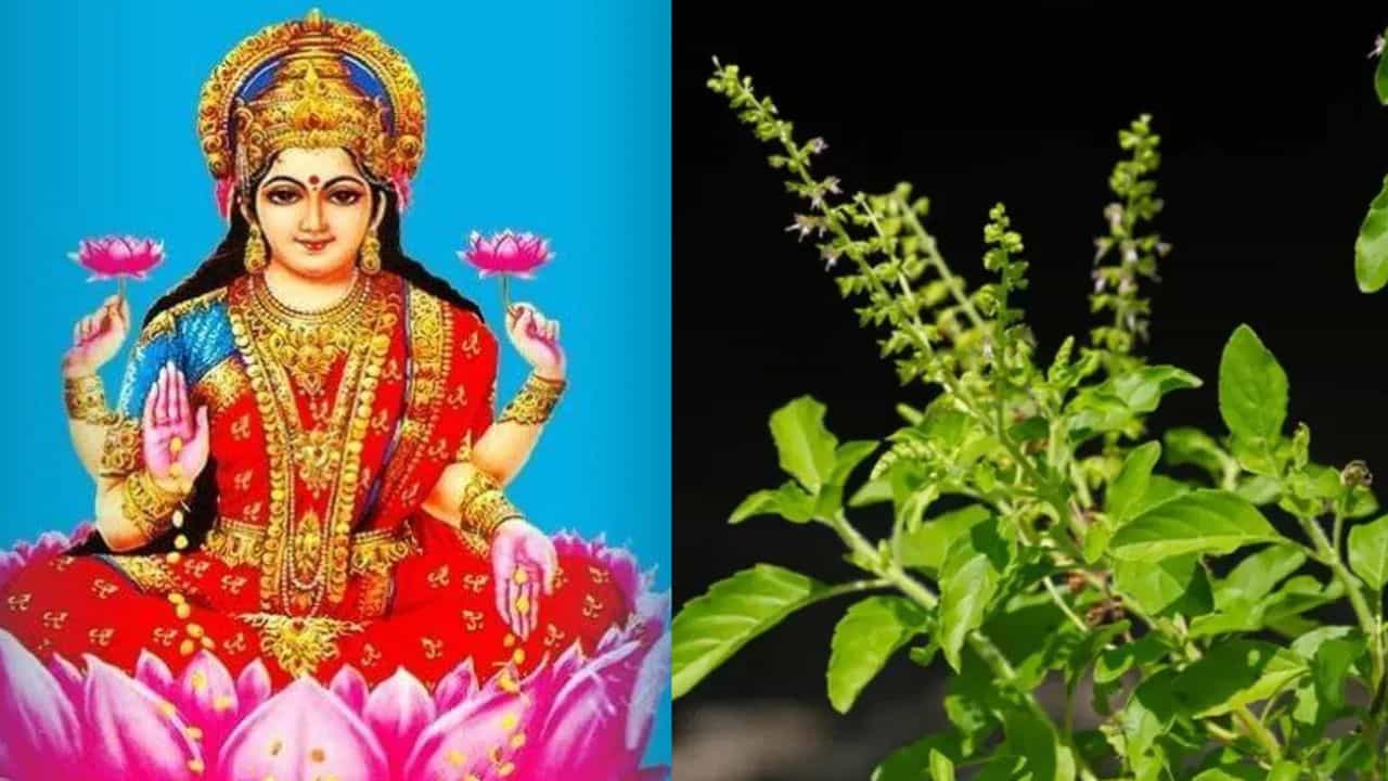Tulsi Vastu Tips: ലക്ഷ്മി ദേവി കോപിക്കും! ഈ മൂന്നു വസ്തുക്കൾ ഒരിക്കലും തുളസിക്ക് അരികിൽ വയ്ക്കരുത്