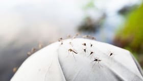 അട്ടപ്പാടിയിൽ അസാധാരണ ഡെങ്കിപ്പനി വ്യാപനം