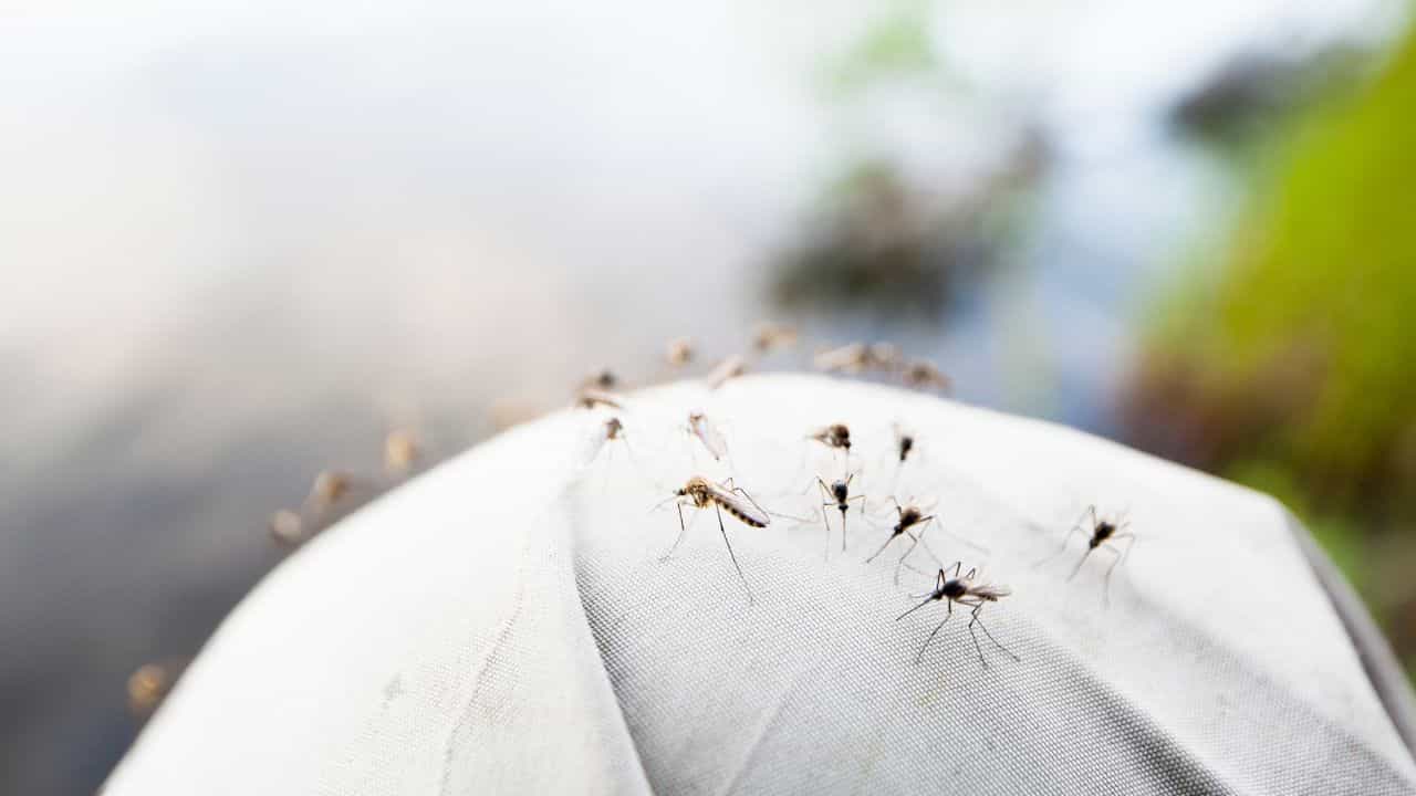 Attappadi Dengue Outbreak : അട്ടപ്പാടിയിൽ അസാധാരണ ഡെങ്കിപ്പനി വ്യാപനം; 40 ദിവസത്തിനിടെ 24 പേർക്ക് രോഗബാധ Attappadi Dengue Outbreak : അട്ടപ്പാടിയിൽ അസാധാരണ ഡെങ്കിപ്പനി വ്യാപനം; 40 ദിവസത്തിനിടെ 24 പേർക്ക് രോഗബാധ