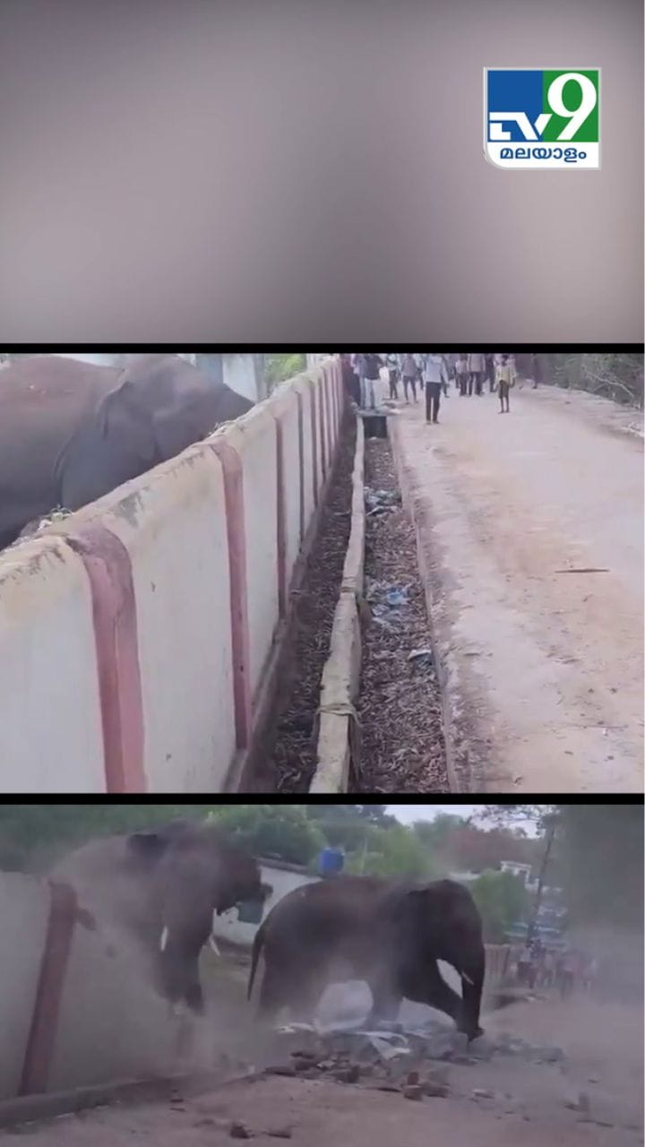 Viral Video: ആനക്കെന്ത് മതിൽ ഒറ്റ ചവിട്ട്