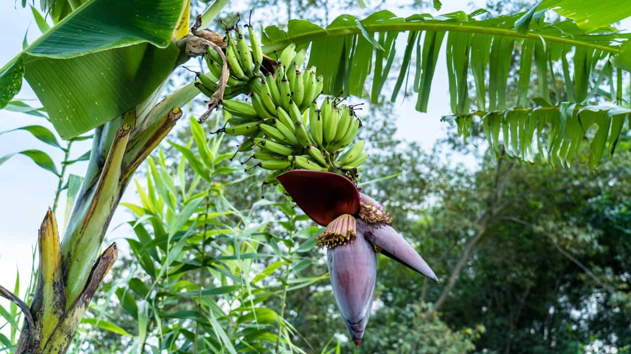 Banana: വാഴപ്പഴത്തിനുമുണ്ട് സ്വന്തമായൊരു തലസ്ഥാനം! പക്ഷേ കേരളമല്ല... Banana: വാഴപ്പഴത്തിനുമുണ്ട് സ്വന്തമായൊരു തലസ്ഥാനം! പക്ഷേ കേരളമല്ല...