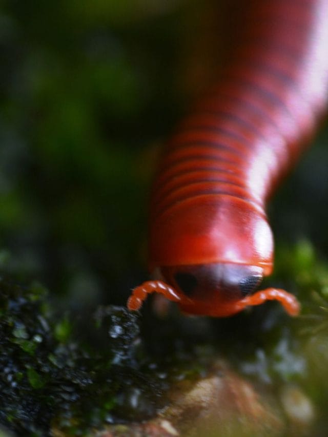 മഴക്കാലത്തെ തേരട്ട ശല്യം; വീട്ടമ്മമാർ അറിയാൻ