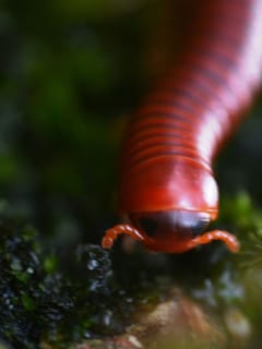 മഴക്കാലത്തെ തേരട്ട ശല്യം; വീട്ടമ്മമാർ അറിയാൻ...
