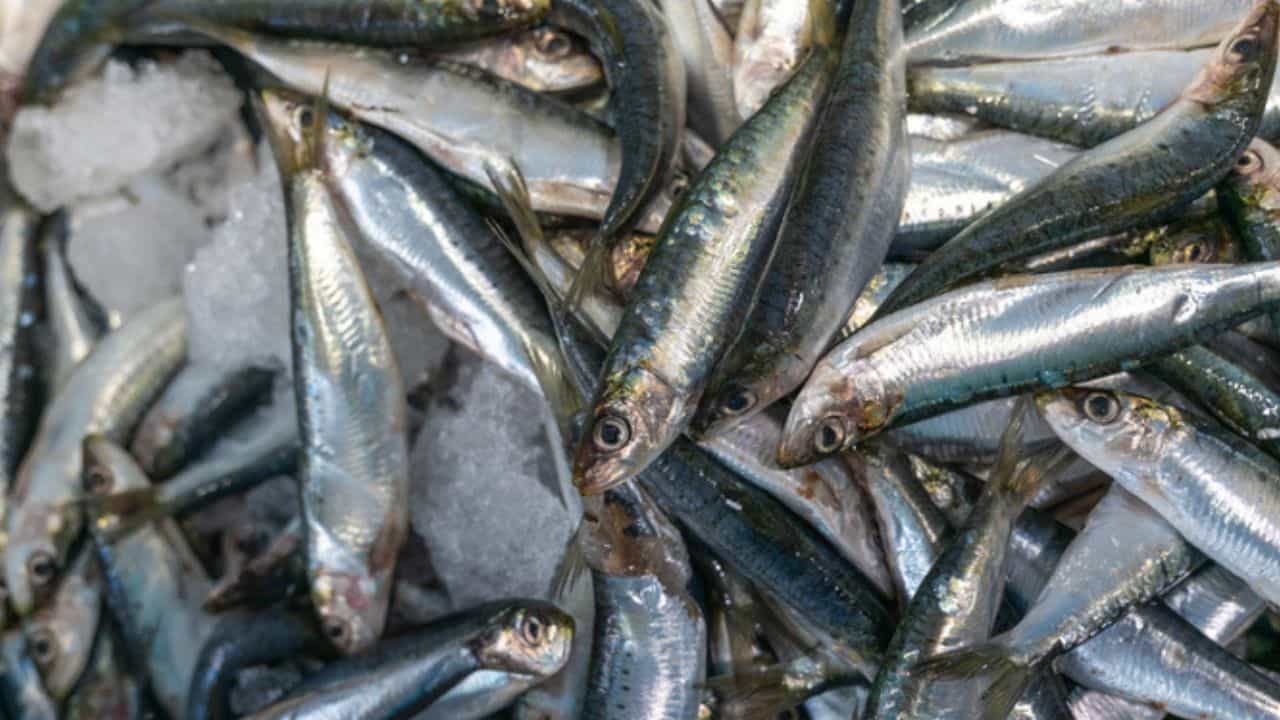 Fish Price Hike: അയല 500 രൂപ, മത്തിക്കും പൊള്ളും വില; സമാധാനത്തോടെ മീൻ കഴിക്കാൻ ജൂലൈ കഴിയണം! Fish Price Hike: അയല 500 രൂപ, മത്തിക്കും പൊള്ളും വില; സമാധാനത്തോടെ മീൻ കഴിക്കാൻ ജൂലൈ കഴിയണം!