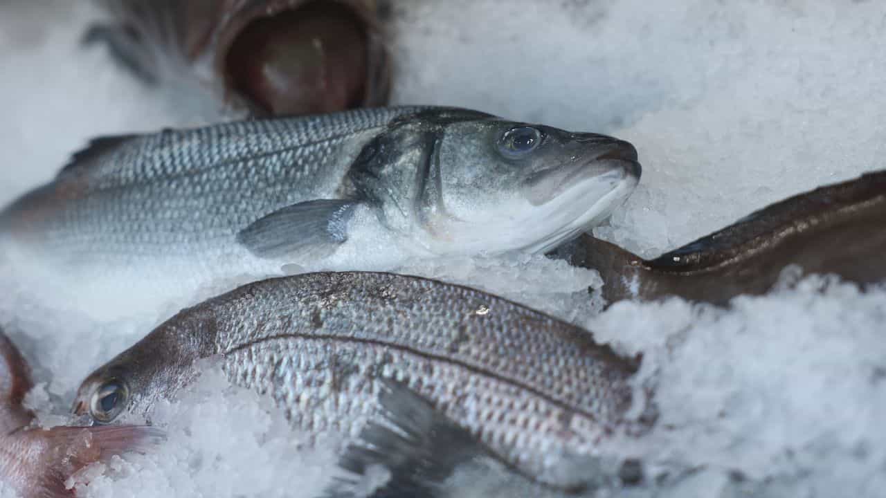 Fish Price: മത്തി കിലോയ്ക്ക് 300 രൂപയ്ക്ക് മുകളിൽ, പൊള്ളിച്ച് മീൻ വില