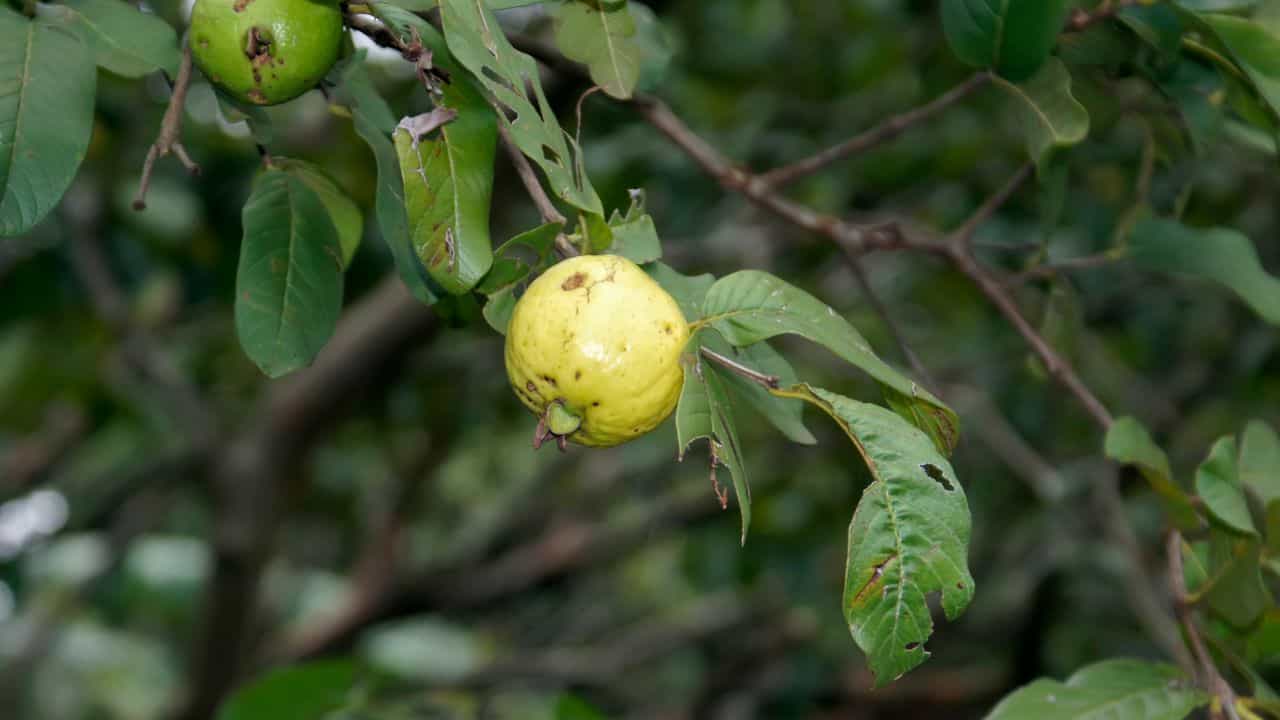 Guava Farming: വർഷം മുഴുവൻ അധികവരുമാനം; പേര നന്നായി പൂവിടാൻ ഇങ്ങനെ ചെയ്താൽ മതി Guava Farming: വർഷം മുഴുവൻ അധികവരുമാനം; പേര നന്നായി പൂവിടാൻ ഇങ്ങനെ ചെയ്താൽ മതി