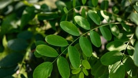 Moringa Leaves: മുടി തഴച്ചുവളരാൻ മുരിങ്ങയില മാത്രം മതി; ഉപയോഗിക്കേണ്ടത് ഇങ്ങനെ...