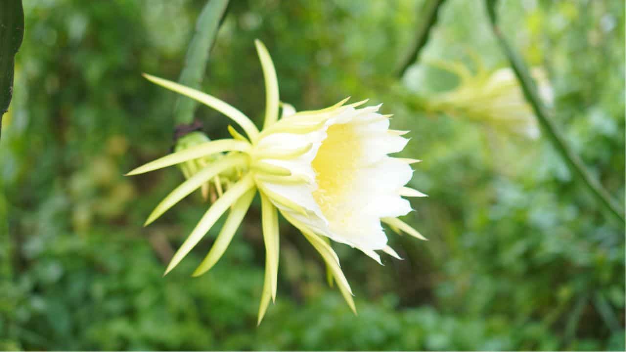 Dragon Fruit Cultivation: അധിക വരുമാനത്തിന് ഇതല്ലാതെ മറ്റെന്ത്? ടെറസിലെ ചെറിയ സ്ഥലമായാലും മതി Dragon Fruit Cultivation: അധിക വരുമാനത്തിന് ഇതല്ലാതെ മറ്റെന്ത്? ടെറസിലെ ചെറിയ സ്ഥലമായാലും മതി