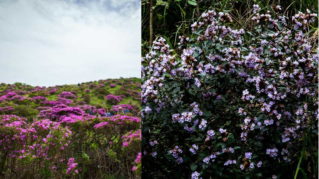 Idukki Neelakurinji Blooming: നീലപ്പട്ടുടുത്ത് മൂന്നാർ; ഓണാവധിക്ക് നീലക്കുറിഞ്ഞി കാണാൻ പോയാലോ, സ്പോട്ടുകൾ ഇതെല്ലാം