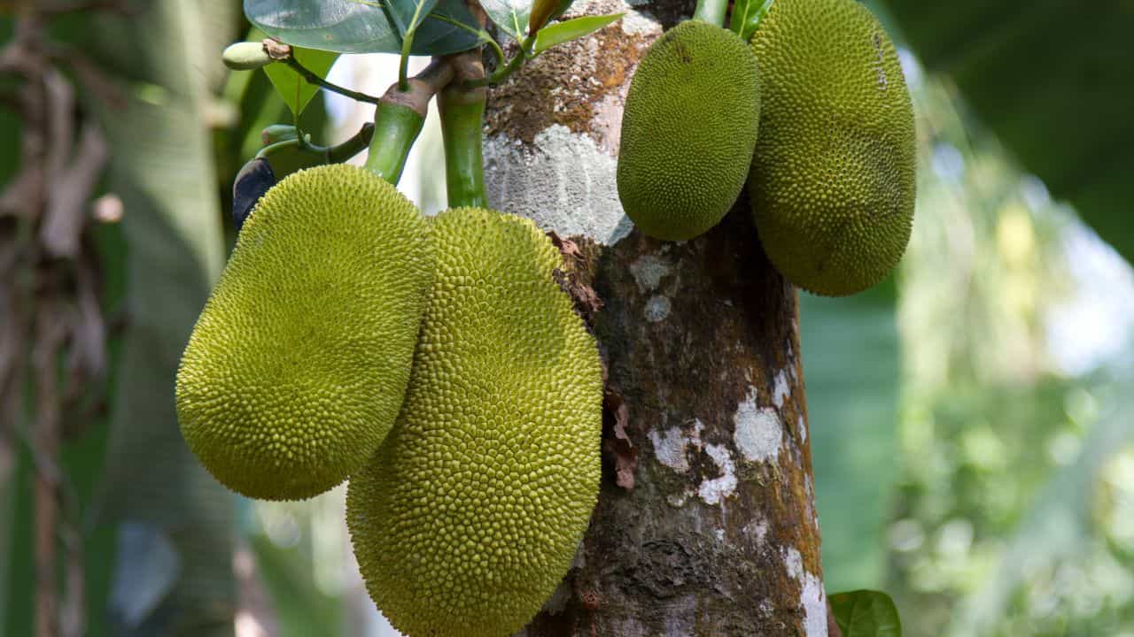 Jackfruit capital of India: ചക്കപ്രേമികളുടെ സ്വന്തം നാട്; ഇതാണ് ഇന്ത്യയുടെ ചക്ക തലസ്ഥാനം!