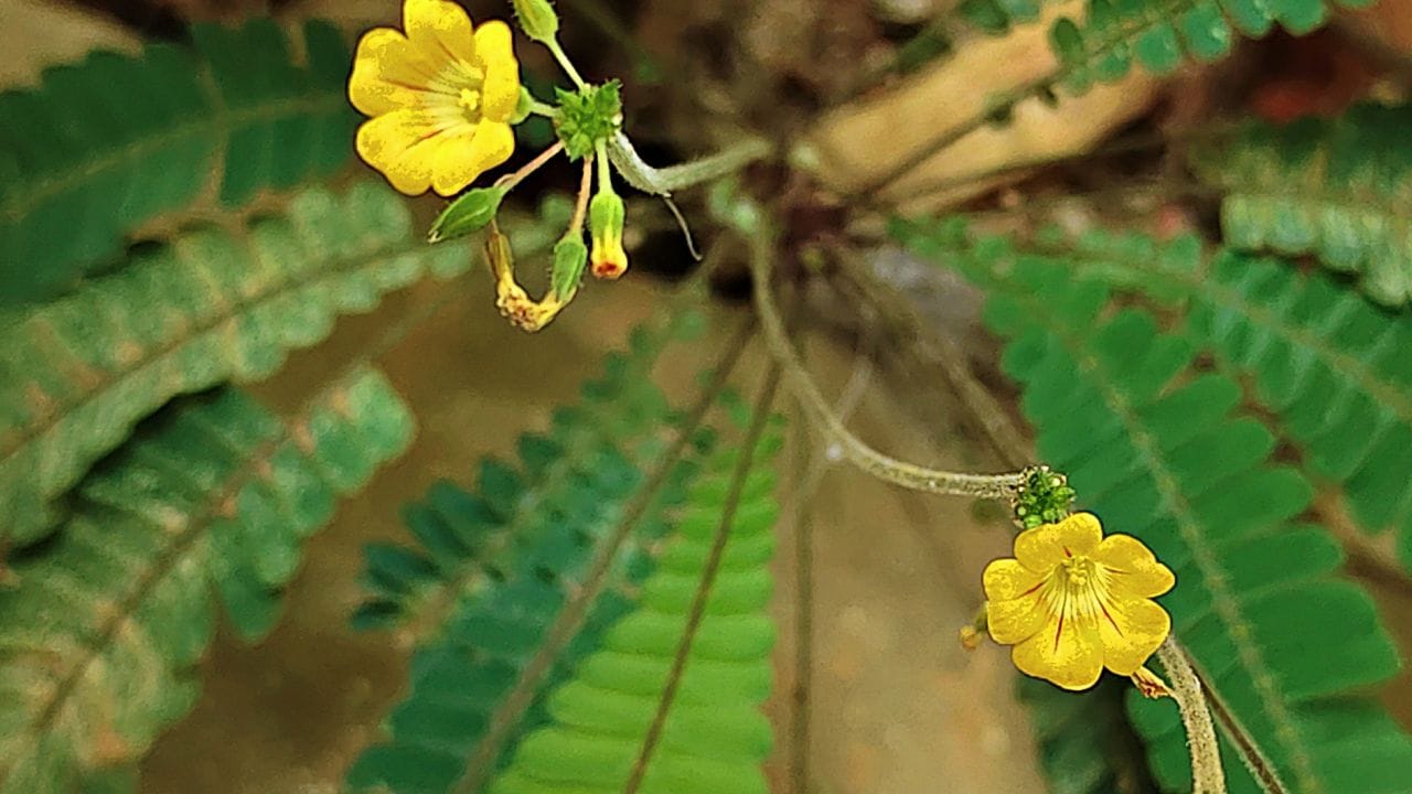 ദശപുഷ്പങ്ങളിൽ പ്രമുഖ സ്ഥാനമുള്ള ഔഷധസസ്യമാണ് മുക്കൂറ്റി. പണ്ട് കാലത്ത് വീടിൻ്റെ മുറ്റങ്ങളിൽ സുലഭമായിരുന്ന ഈ ഔഷധ സസ്യം ഇന്ന് കൺമറഞ്ഞു പോയിരിക്കുന്നു. അതേ മുക്കൂറ്റി വേരോടെയും ഇലയോടും കൂടി നന്നായി അരച്ച് കട്ടിയിൽ ചന്ദനം പോലെ നെറ്റിയിൽ തൊടുന്നതിനെയാണ് 'മുക്കൂറ്റി ചന്ദനം' എന്ന് പറയുന്നത്. ചിലയിടങ്ങളിൽ ഇതിൽ അല്പം തുളസിനീരോ മറ്റോ ചേർത്തും അരച്ചെടുക്കാറുണ്ട്.