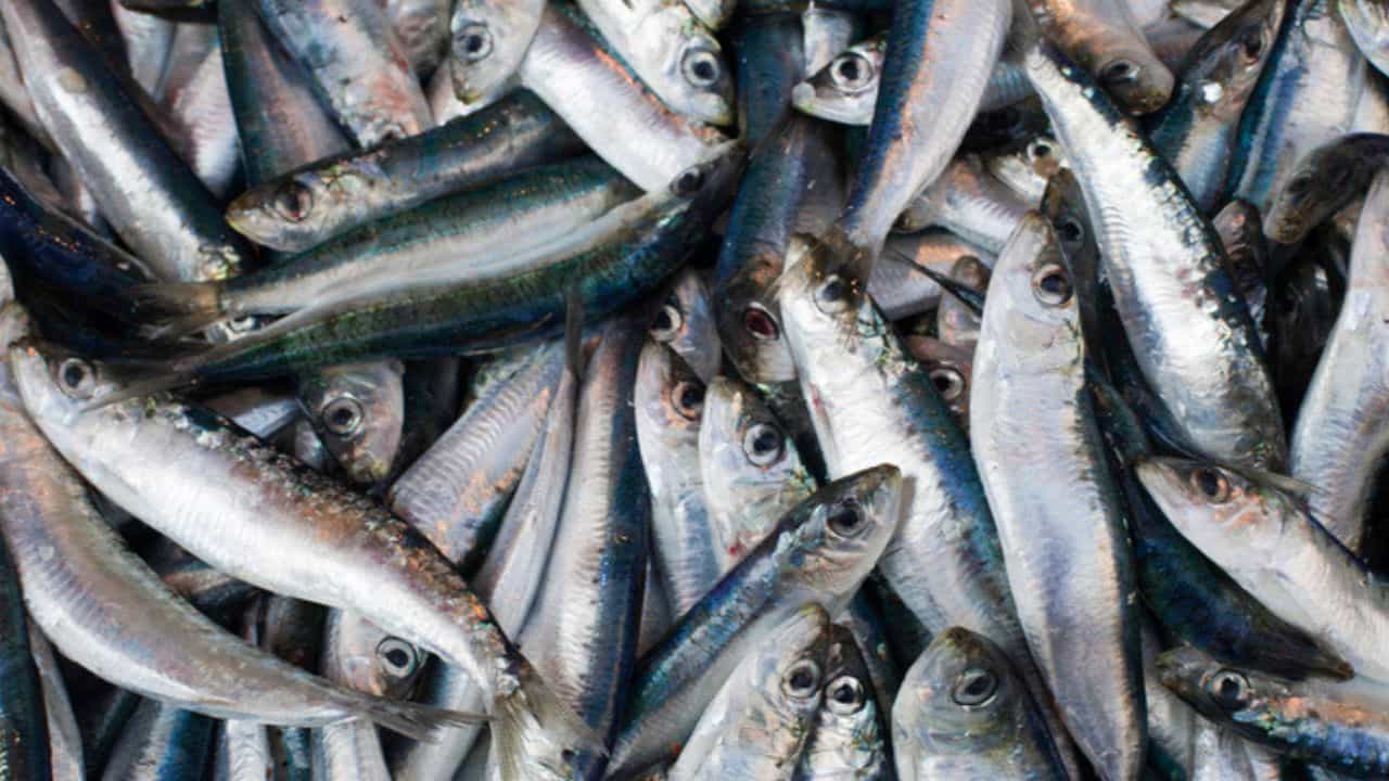 Sardine Price Hike: മത്തി പഴയ മത്തിയല്ല! വില കുത്തനെ ഉയരുന്നു, 300 ലേക്ക് കുതിച്ച് കോഴിയിറച്ചിയും