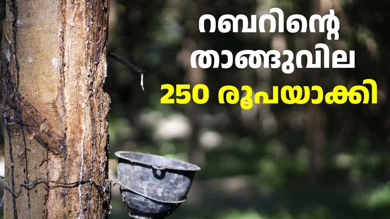 ബജറ്റിൽ പറഞ്ഞത് ചെയ്തു; റബറിന്റെ താങ്ങുവില 250 രൂപയാക്കി സംസ്ഥാന സർക്കാർ ബജറ്റിൽ പറഞ്ഞത് ചെയ്തു; റബറിന്റെ താങ്ങുവില 250 രൂപയാക്കി സംസ്ഥാന സർക്കാർ