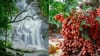 മുട്ടിപ്പഴം കഴിച്ചിട്ടുണ്ടോ? നേരെ തുഷാരഗിരിയിലേക്ക് വിട്ടോളൂ...