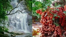 മുട്ടിപ്പഴം കഴിച്ചിട്ടുണ്ടോ? നേരെ തുഷാരഗിരിയിലേക്ക് വിട്ടോളൂ