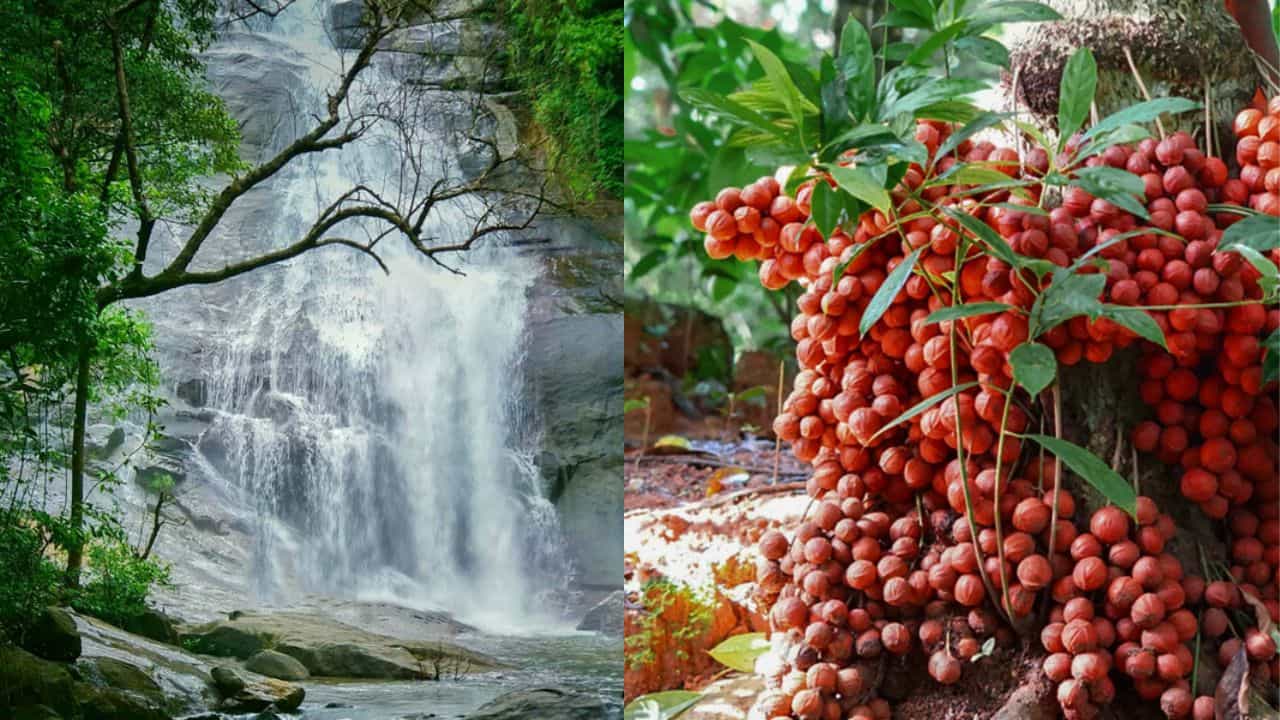 Thusharagiri: മുട്ടിപ്പഴം കഴിച്ചിട്ടുണ്ടോ? നേരെ തുഷാരഗിരിയിലേക്ക് വിട്ടോളൂ; സഞ്ചാരികളെ ക്ഷണിച്ച് കാട്ടുപഴം