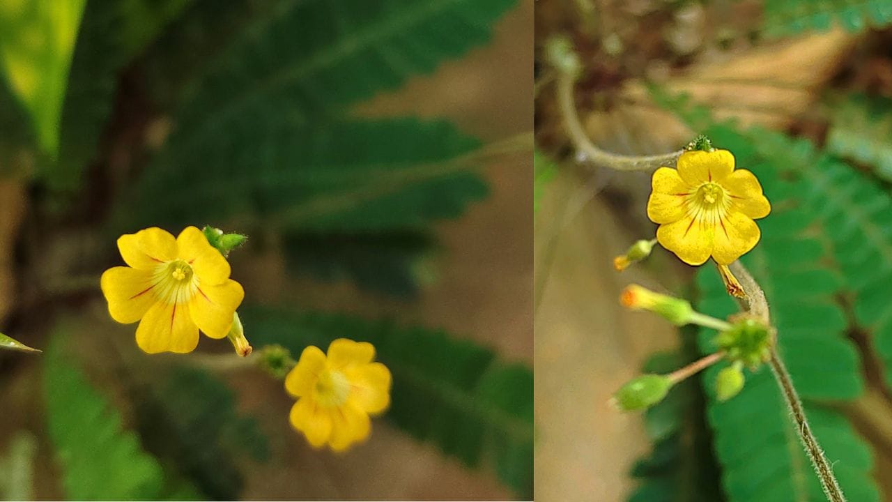 കർക്കിടക മാസം എന്ന് കേൾക്കുമ്പോൾ തന്നെ രാമായണ പാരായണവും ഔഷധ കഞ്ഞിയും ദശപുഷ്പങ്ങളുമാണ് മലയാളികളുടെ മനസ്സിലേക്ക് ഓടിയെത്തുന്നത്. പണ്ടു കാലത്ത് ഇവയ്ക്ക് പുറമെ, കർക്കിടകത്തിൽ സ്ത്രീകൾ നെറ്റിയിൽ ചന്ദനത്തിന് പകരം 'മുക്കൂറ്റി ചന്ദനം' അഥവാ മുക്കൂറ്റി അരച്ചുതൊടുന്ന ഒരു പതിവുണ്ടായിരുന്നു. ഇന്നത് പലർക്കും അറിയില്ല എന്നതാണ് സത്യം. വെറുമൊരു ആചാരം മാത്രമല്ല, ഇതിന് പിന്നിൽ വലിയൊരു ആരോഗ്യ രഹസ്യം ഒളിഞ്ഞിരിപ്പുണ്ട്. (Image Credit Source: Getty Images/ Social Media)