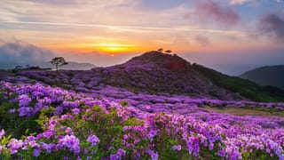 Munnar Neelakurinji: മൂന്നാറിൽ പൂത്തത് നീലക്കുറിഞ്ഞിയോ? വൈറലാകുന്ന വാർത്തയുടെ സത്യാവസ്ഥ എന്ത്
