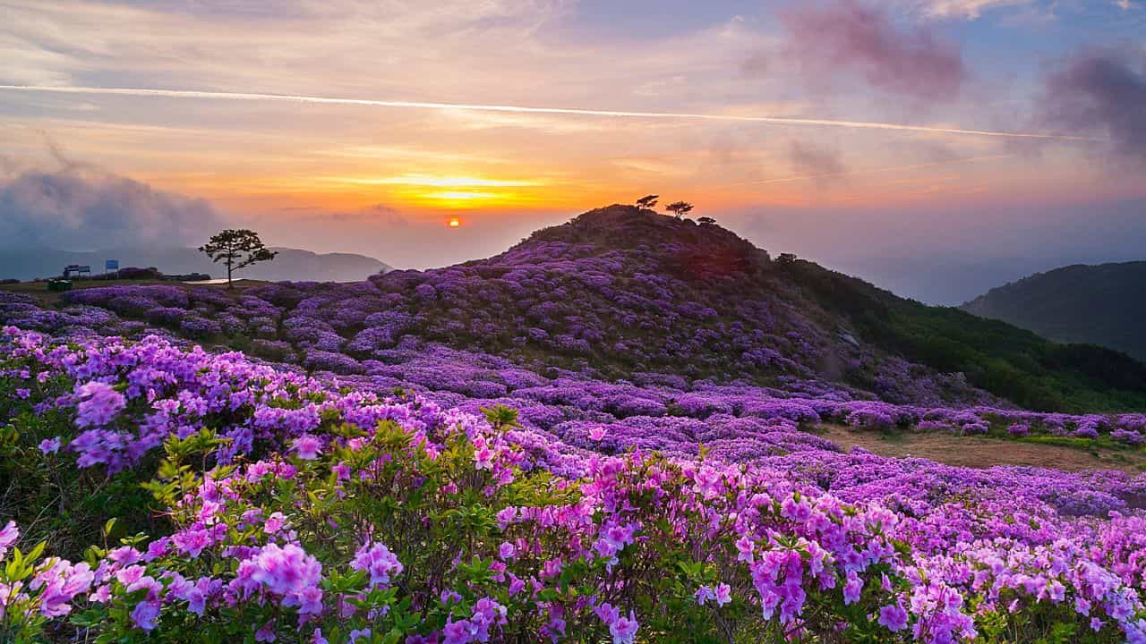Munnar Neelakurinji: മൂന്നാറിൽ പൂത്തത് നീലക്കുറിഞ്ഞിയോ? വൈറലാകുന്ന വാർത്തയുടെ സത്യാവസ്ഥ എന്ത്