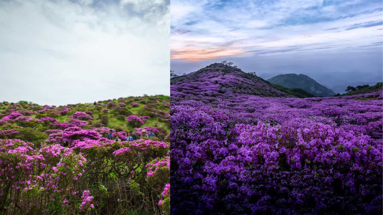 Neelakurinji Blooms: മനംമയക്കുന്ന നീലവസന്തം! മൂന്നാറിൽ മാത്രമല്ല ദാ ഇവിടെയുമുണ്ട് നീലക്കുറിഞ്ഞി പൂക്കൾ Neelakurinji Blooms: മനംമയക്കുന്ന നീലവസന്തം! മൂന്നാറിൽ മാത്രമല്ല ദാ ഇവിടെയുമുണ്ട് നീലക്കുറിഞ്ഞി പൂക്കൾ