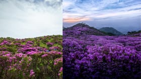Neelakurinji Blooms: മനംമയക്കുന്ന നീലവസന്തം! മൂന്നാറിൽ മാത്രമല്ല ദാ ഇവിടെയുമുണ്ട് നീലക്കുറിഞ്ഞി പൂക്കൾ...