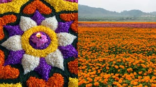 Onam Flower Blooming Spot: പൂക്കളമിടാൻ പൂക്കൾ എവിടെ നിന്ന് വരുന്നു? ഓണക്കാലത്ത് കാണാം ഈ പൂന്തോട്ടങ്ങളും പൂപ്പാടങ്ങളും