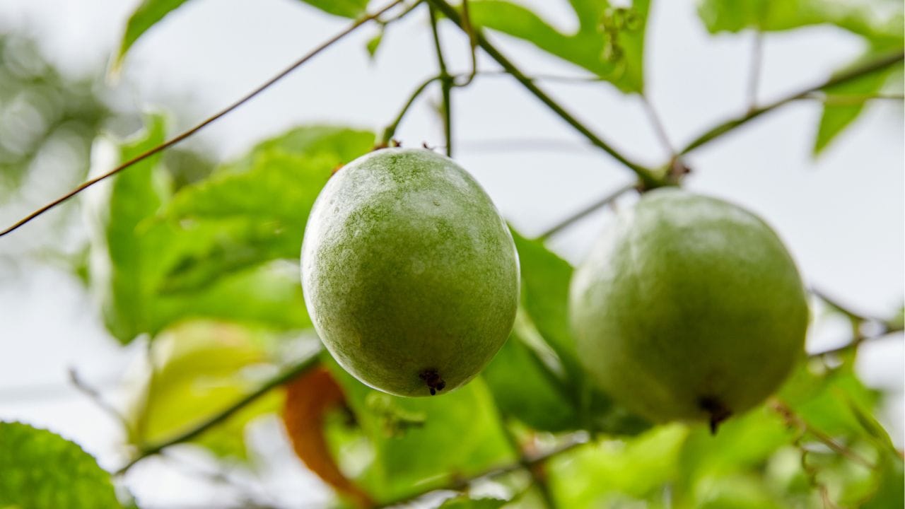 വിറ്റാമിന്‍ സി ധാരളമായി അടങ്ങിയിരക്കുന്ന പഴമാണ് പാഷന്‍ ഫ്രൂട്ട്. ഇത് രോഗ പ്രതിരോധശേഷി വര്‍ദ്ധിപ്പിക്കാന്‍ ഏറെ സഹായകരമാണ്. ഹൃദയത്തിന്റെ ആരോഗ്യത്തെ മെച്ചപ്പെടുത്താനും രക്ത സമ്മര്‍ദ്ദത്തെ ക്രമീരിക്കാനും ഇവ ഉത്തമമാണ്. ധാരാളം ആന്റി ഓക്‌സിഡന്റുകളും ഈ പഴത്തില്‍ അടങ്ങിയിരിക്കുന്നു. (Image Credit Source: Getty Images).