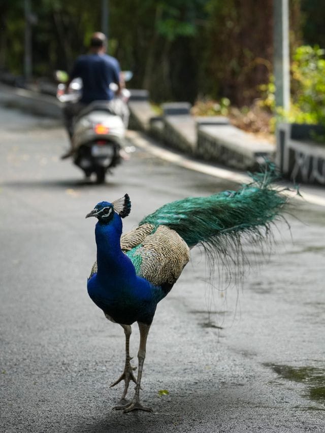 വീട്ടിൽ മയിൽ വരുന്നത് നല്ലതാണോ?