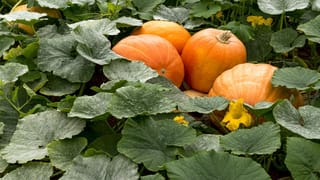 Pumpkin Leaf Benefits: മത്തങ്ങ ഇല നിസ്സാരക്കാരനല്ല! കർക്കടകത്തിൽ കഴിച്ചാൽ ​ഗുണങ്ങൾ ഇരട്ടിയാകും