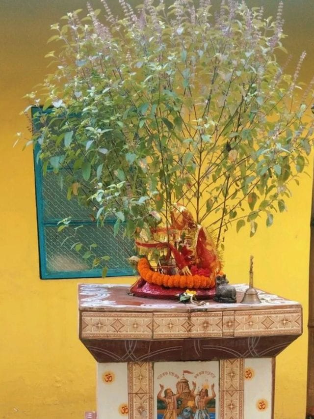 വീട്ടിൽ തുളസിത്തറ പണിയുമ്പോൾ ഈ കാര്യങ്ങൾ ശ്രദ്ധിക്കാറുണ്ടോ?