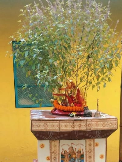 വീട്ടിൽ തുളസിത്തറ പണിയുമ്പോൾ ഈ കാര്യങ്ങൾ ശ്രദ്ധിക്കാറുണ്ടോ?