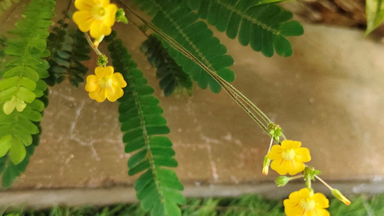 മുക്കൂറ്റിയിൽ നമുക്കറിയാത്ത ആന്റി-ബാക്ടീരിയൽ, ആന്റി-ഫംഗൽ ഗുണങ്ങളുണ്ട്. മഴക്കാലത്തുണ്ടാകുന്ന ചർമ്മ രോഗങ്ങളെയും ഇൻഫെക്ഷനുകളെയും തടയാൻ ഇത് ഉത്തമമാണ്. ആയുർവേദ പ്രകാരം നെറ്റിയുടെ മധ്യഭാഗത്ത് ഔഷധങ്ങൾ അരച്ച് തേക്കുന്നത് നാഡീവ്യവസ്ഥയെ ശാന്തമാക്കാനും ഏകാഗ്രത കൂട്ടാനും സഹായിക്കും. ഹിന്ദു മത വിശ്വാസ പ്രകാരം, തിന്മകളെ അകറ്റി ഐശ്വര്യവും സമൃദ്ധിയും പ്രദാനം ചെയ്യുന്ന സസ്യമായാണ് മുക്കൂറ്റിയെ കണക്കാക്കുന്നത്.