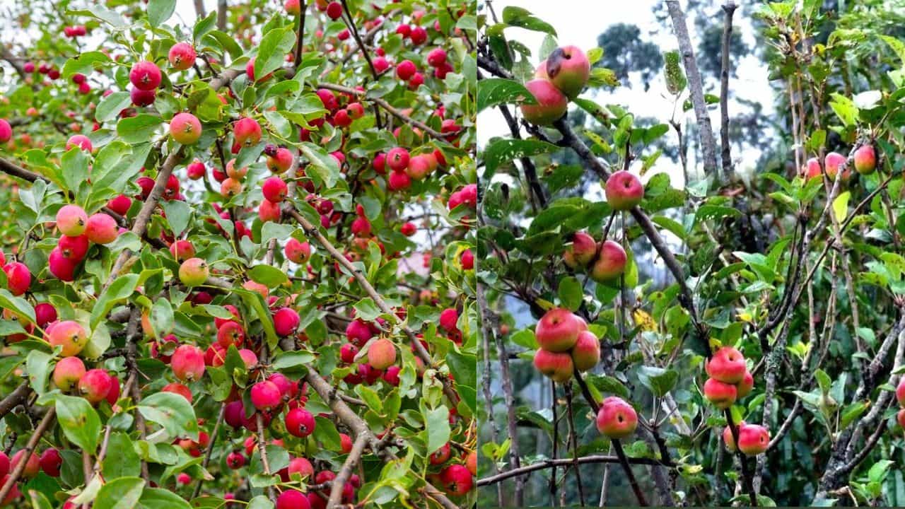 Kanthalloor Apple Harvest: ഓണത്തിന് മധുരം കൂട്ടാൻ കാന്തല്ലൂർ ആപ്പിളുകൾ; വിളവെടുപ്പ് തുടങ്ങി, തോട്ടങ്ങളിൽ സഞ്ചാരികളുടെ തിരക്ക് Kanthalloor Apple Harvest: ഓണത്തിന് മധുരം കൂട്ടാൻ കാന്തല്ലൂർ ആപ്പിളുകൾ; വിളവെടുപ്പ് തുടങ്ങി, തോട്ടങ്ങളിൽ സഞ്ചാരികളുടെ തിരക്ക്