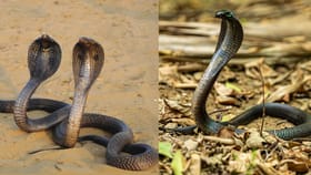 കടിച്ച പാമ്പിനെക്കൊണ്ട് വിഷമിറക്കിക്കുക എന്ന് പറഞ്ഞത് വെറുതേയല്ല! വിഷപ്പാമ്പിൽ നിന്ന് പുതിയ ആന്റിവെനം...