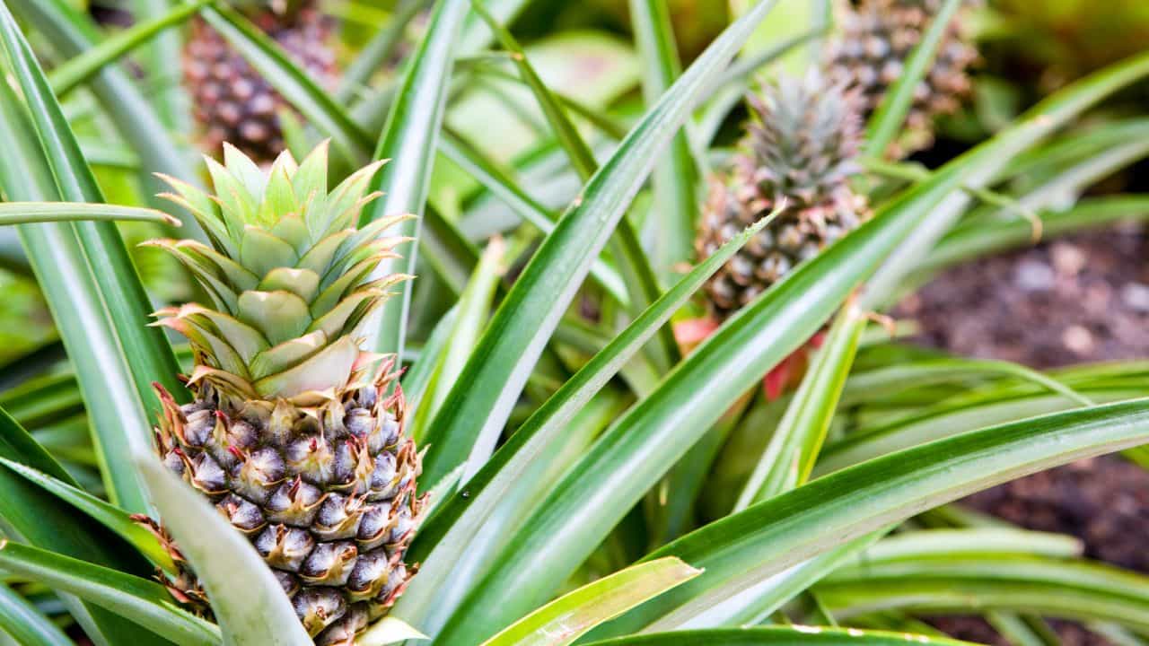 Pineapple City: ഇന്ത്യയുടെ പൈനാപ്പിൾ സിറ്റി ഏതാണെന്ന് അറിയാമോ? ഉത്തരം നമ്മുടെ കേരളത്തിലുണ്ട്! Pineapple City: ഇന്ത്യയുടെ പൈനാപ്പിൾ സിറ്റി ഏതാണെന്ന് അറിയാമോ? ഉത്തരം നമ്മുടെ കേരളത്തിലുണ്ട്!