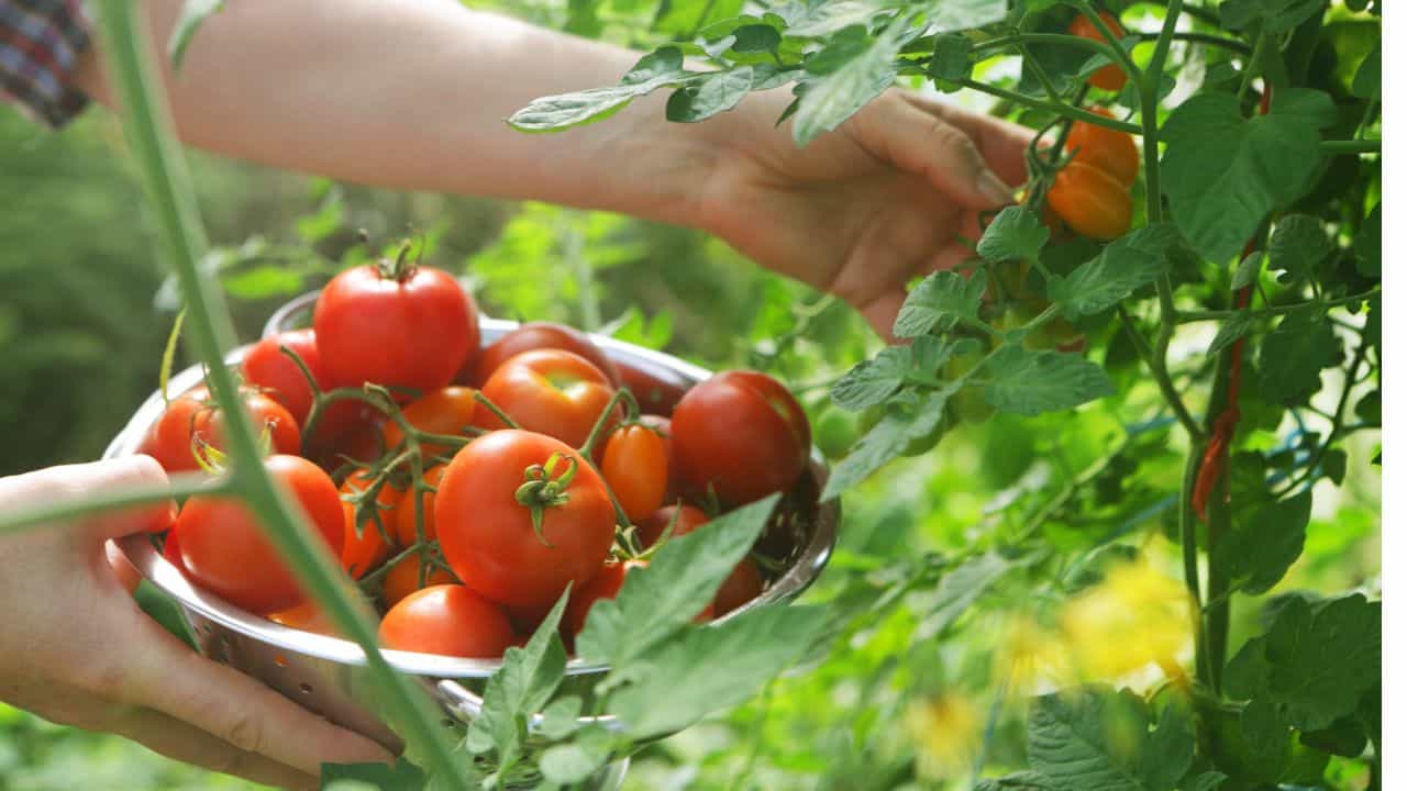 Tomato Farming: ഓണസദ്യയ്ക്ക് തക്കാളി വീട്ടിൽ തന്നെ കൃഷി ചെയ്താലോ.... കീടങ്ങളെ അകറ്റാനും വഴിയുണ്ട്! Tomato Farming: ഓണസദ്യയ്ക്ക് തക്കാളി വീട്ടിൽ തന്നെ കൃഷി ചെയ്താലോ.... കീടങ്ങളെ അകറ്റാനും വഴിയുണ്ട്!