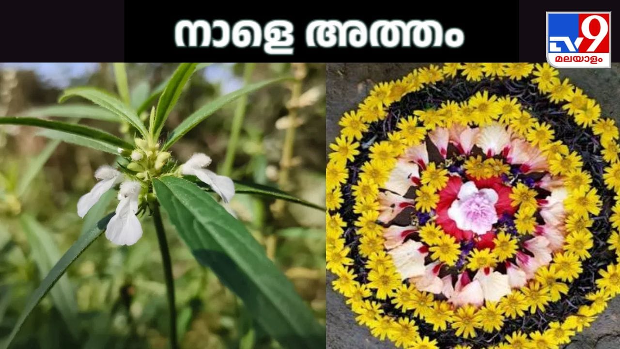 മലയാളി മനസ്സുകളിൽ ആഹ്ലാദത്തിന്റെ പൂക്കാലം തീർത്തുകൊണ്ട് നാളെ അത്തം പിറക്കുന്നു. നാളെ തുടങ്ങി പത്താംദിനത്തിൽ ഓഗസ്റ്റ് 26ന് കേരളക്കര തിരുവോണം ആഘോഷമാക്കും. ഇനിയങ്ങോട്ടേക്കുള്ള ദിനങ്ങൾ ഓണാഘോഷത്തിന്റെ ലഹരിയിൽ ആയിരിക്കും നാടും നഗരവും എല്ലാം. നാളത്തെ അത്തം പിറക്കുന്നതോടെ വീടുകളുടെ മുറ്റത്ത് പൂത്തറ കെട്ടി തുമ്പപ്പൂവും തുളസിയും തൊട്ടാവാടിയും കൊണ്ട് ആദ്യത്തെ അത്തപ്പൂക്കളം ഒരുക്കും. അത്തച്ചമയത്തിന് പൂക്കളം ഒരുക്കേണ്ടത് ഇങ്ങനെയാണ് എന്നാണ് പഴമക്കാർ പറയുന്നത്. (IMAGE CREDIT SOURCE:SOCIAL MEDIA)