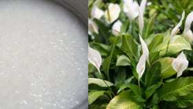 കഞ്ഞിവെള്ളം വെറുതെ കളയല്ലേ; ഈ 7 ചെടികൾക്ക് ഇതൊരു മികച്ച വളമാണ്!