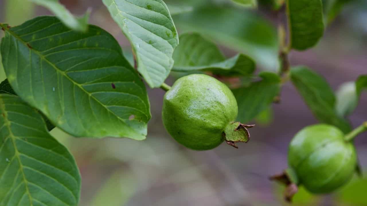 Guava Leaves Benefits: പ്രമേഹവും കൊളസ്ട്രോളും കുറയ്ക്കാം; വീട്ടുമുറ്റത്തെ ഈ ഒരു ഇല മാത്രം മതി! Guava Leaves Benefits: പ്രമേഹവും കൊളസ്ട്രോളും കുറയ്ക്കാം; വീട്ടുമുറ്റത്തെ ഈ ഒരു ഇല മാത്രം മതി!