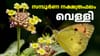 Horoscope Today: ചതയദിനത്തിലെ ഭാഗ്യ നക്ഷത്രക്കാർ!...