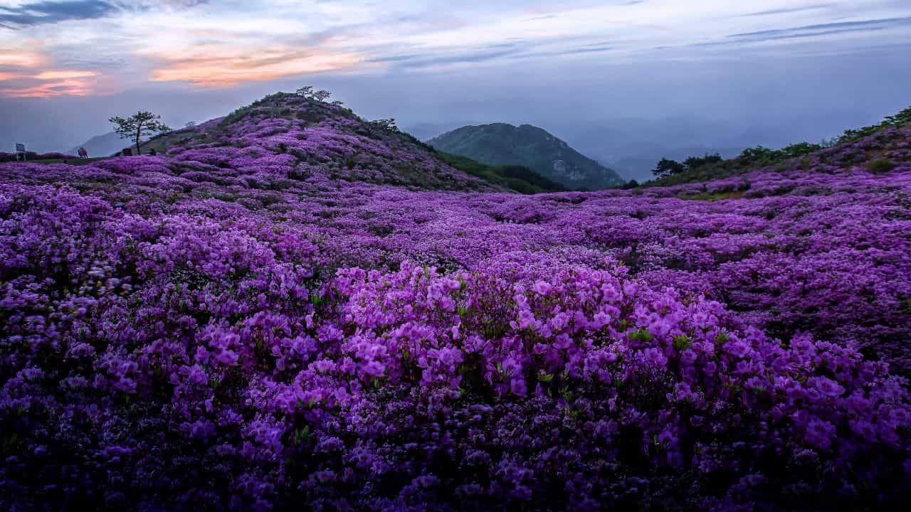 Idukki Neelakurinji Season: മഴ മാറി, ഇടുക്കിയിലേക്ക് വണ്ടി വിടാം!; ഓണാവധിക്ക് നീലക്കുറിഞ്ഞി കാണാൻ പോയാലോ